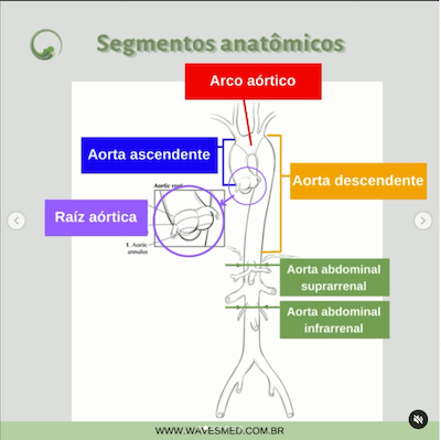 Segmentos anatômicos anatomia da aorta wavesmed