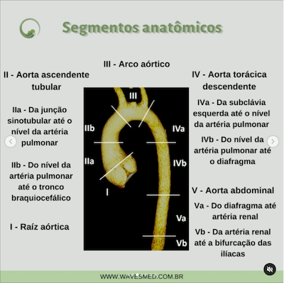 Segmentos aorta anatomia da aorta wavesmed