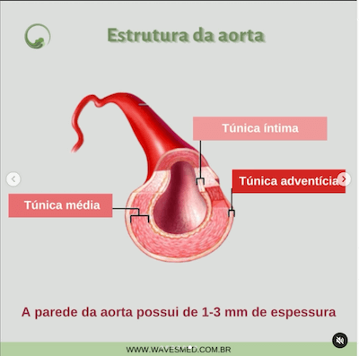 Estruturas aorta anatomia da aorta wavesmed